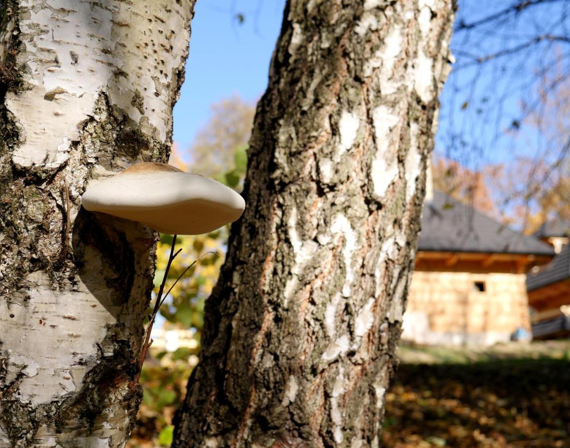 Villa Osada Sudecka à Lądek-Zdrój Extérieur photo